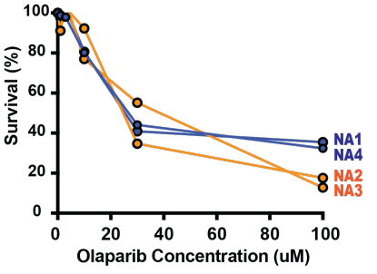 Experimental Validation Results for Olaparib