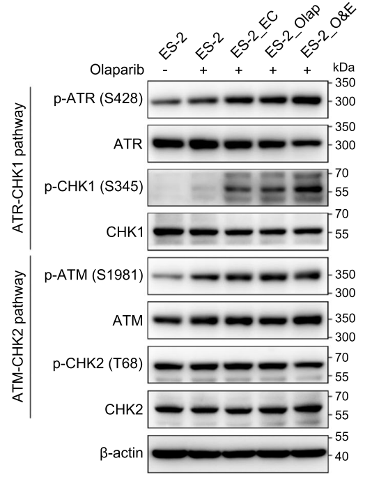 Experimental Validation Results for Olaparib