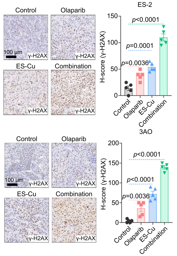Experimental Validation Results for Olaparib