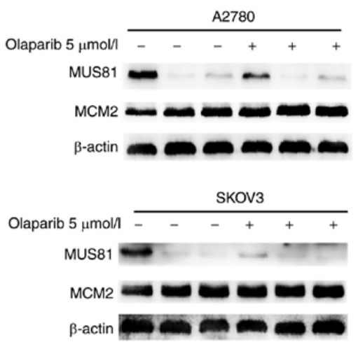 Experimental Validation Results for Olaparib