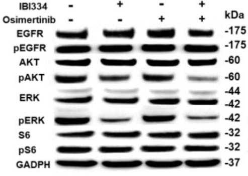Experimental Validation Results for Osimertinib mesylate
