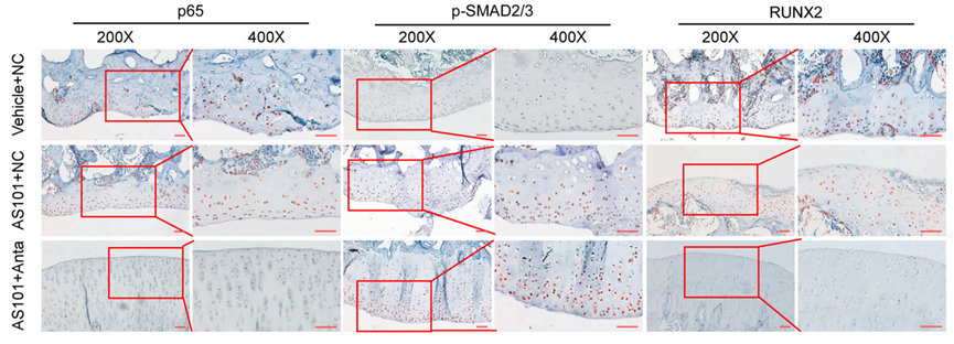 Experimental Validation Results for Ossirene