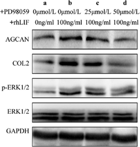 PD98059 | MEK Inhibitor | MedChemExpress