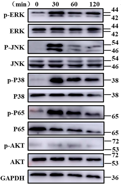 PD98059 | MEK Inhibitor | MedChemExpress