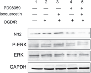 PD98059 | MEK Inhibitor | MedChemExpress