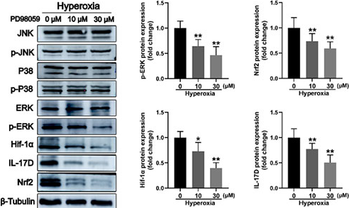 PD98059 | MEK Inhibitor | MedChemExpress