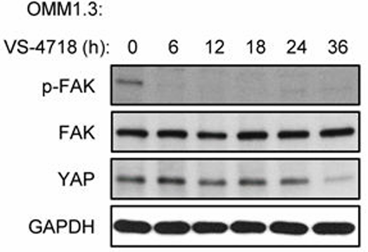 Experimental Validation Results for PND-1186 hydrochloride