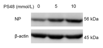 Experimental Validation Results for PS48