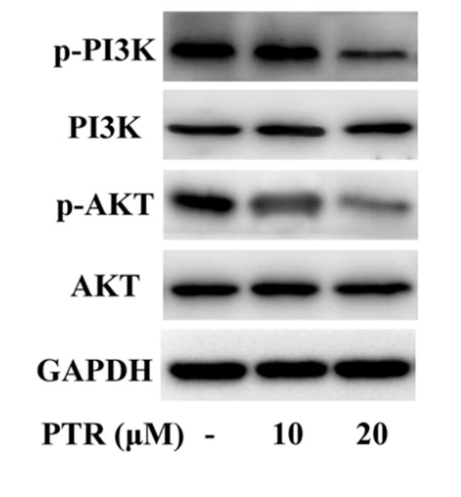 Experimental Validation Results for Pectolinarin