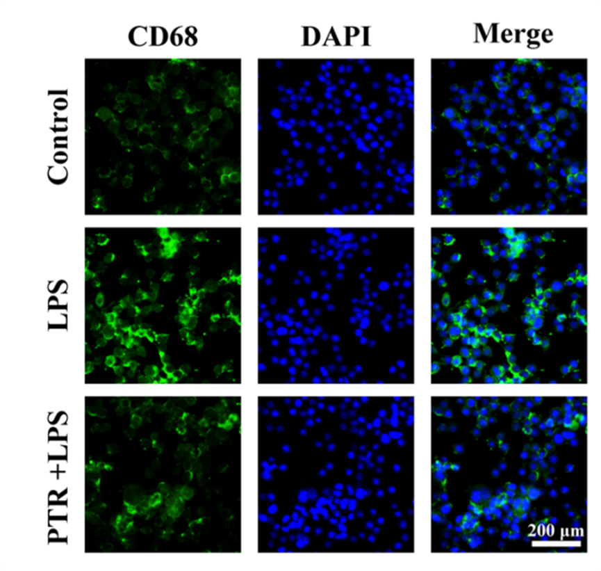 Experimental Validation Results for Pectolinarin