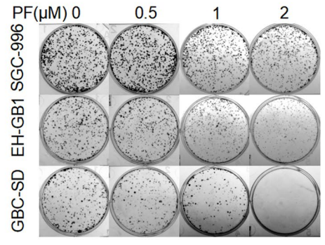 Experimental Validation Results for Penfluridol