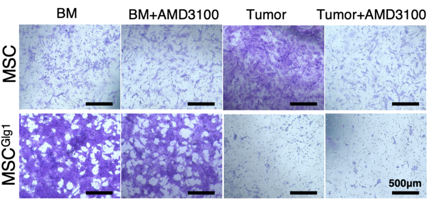 Experimental Validation Results for Plerixafor