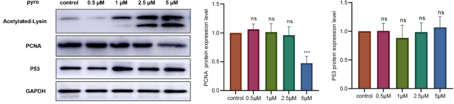 Experimental Validation Results for Pyroxamide