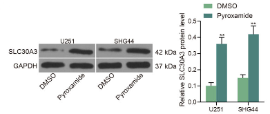 Experimental Validation Results for Pyroxamide