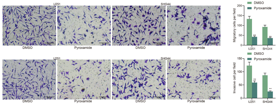 Experimental Validation Results for Pyroxamide