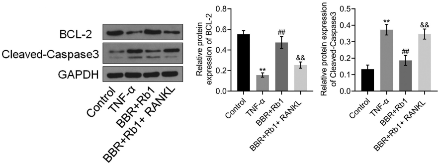 Experimental Validation Results for RANKL/TNFSF11 Protein, Human