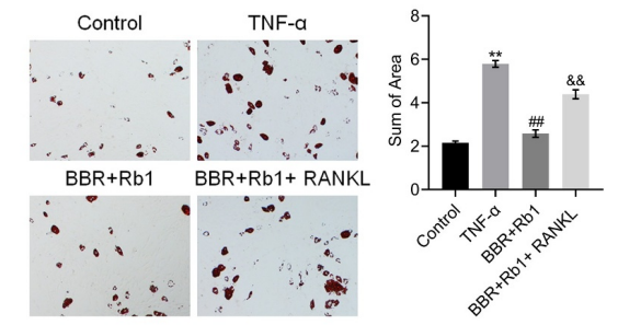 Experimental Validation Results for RANKL/TNFSF11 Protein, Human