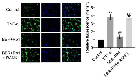 Experimental Validation Results for RANKL/TNFSF11 Protein, Human
