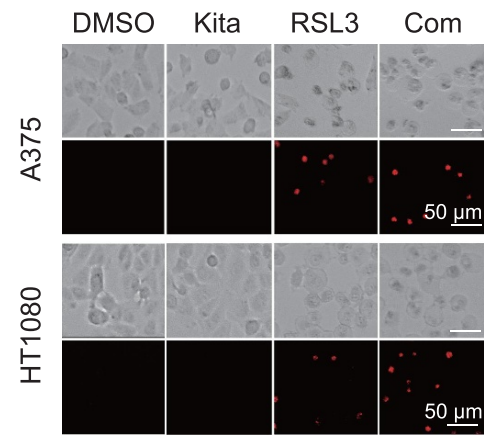 Experimental Validation Results for RSL3