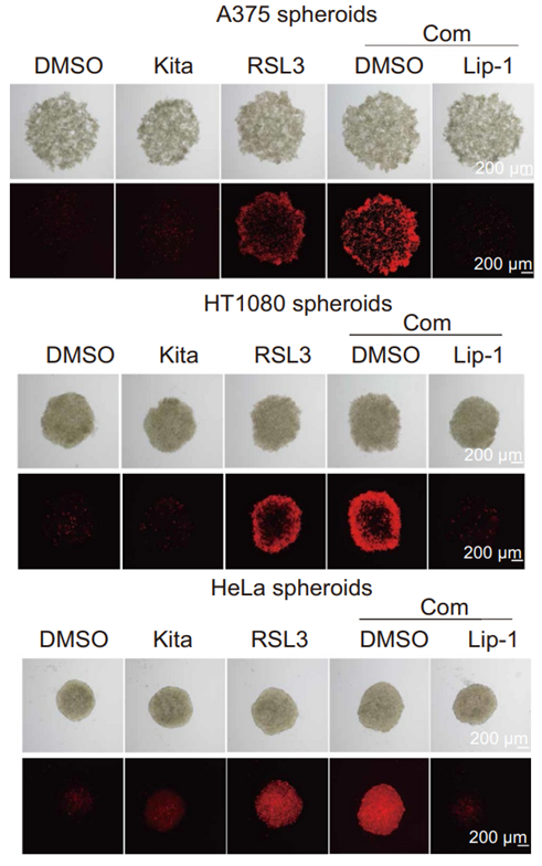 Experimental Validation Results for RSL3