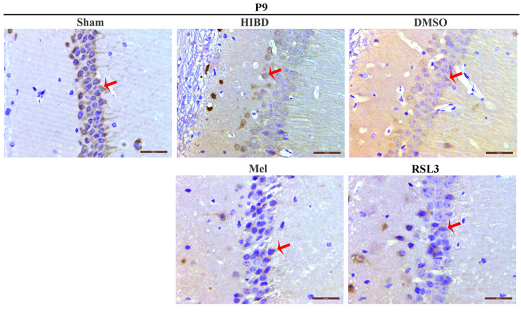 Experimental Validation Results for RSL3