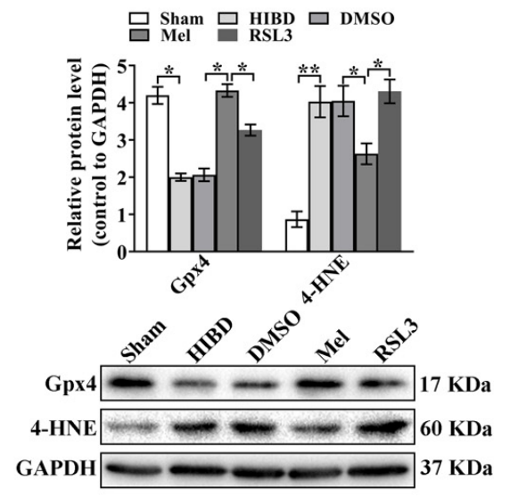Experimental Validation Results for RSL3