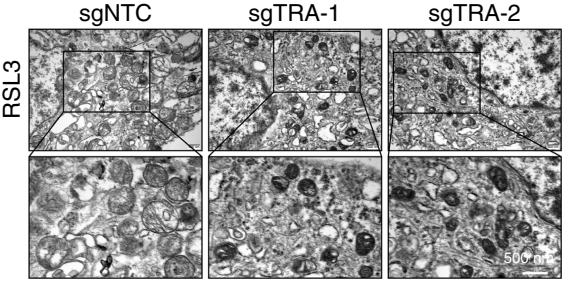 Experimental Validation Results for RSL3