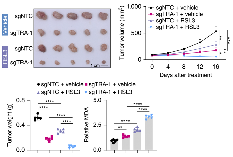 Experimental Validation Results for RSL3