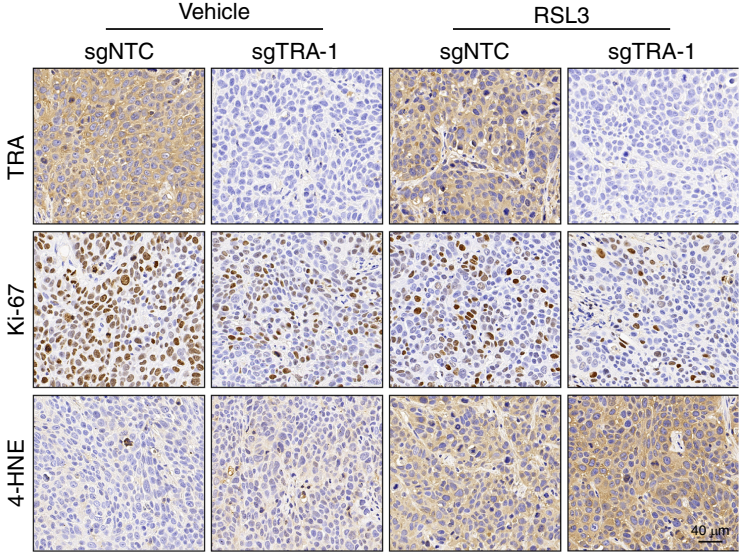Experimental Validation Results for RSL3