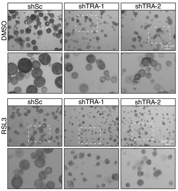 Experimental Validation Results for RSL3