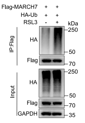 Experimental Validation Results for RSL3
