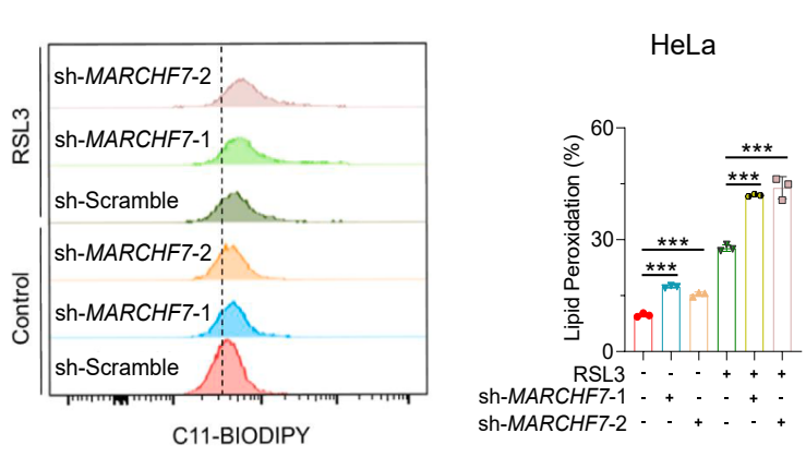 Experimental Validation Results for RSL3