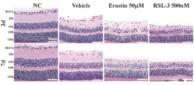 Experimental Validation Results for RSL3