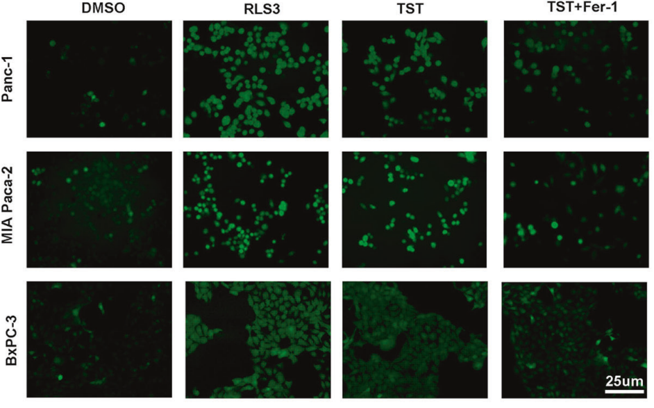 Experimental Validation Results for RSL3