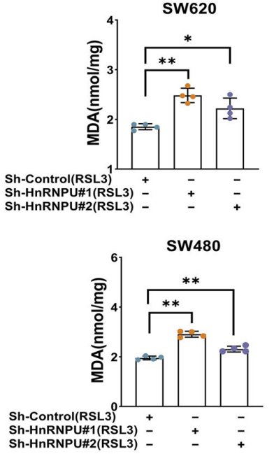 Experimental Validation Results for RSL3