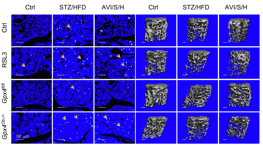 Experimental Validation Results for RSL3