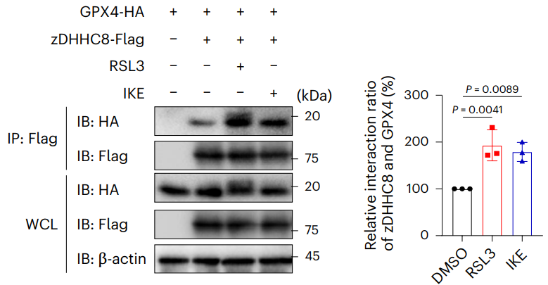 Experimental Validation Results for RSL3