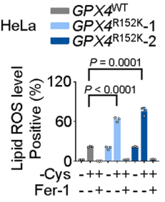 Experimental Validation Results for RSL3