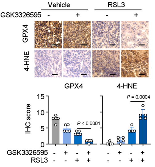 Experimental Validation Results for RSL3
