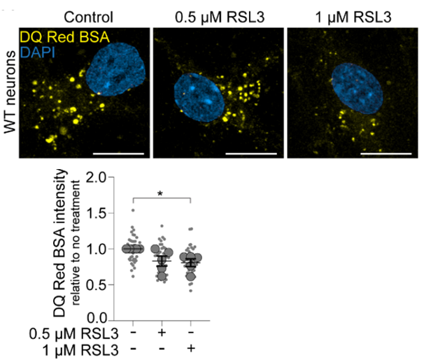 Experimental Validation Results for RSL3