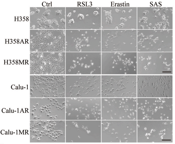 Experimental Validation Results for RSL3