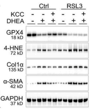 Experimental Validation Results for RSL3