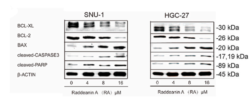 Experimental Validation Results for Raddeanin A