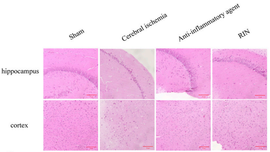 Experimental Validation Results for Rhynchophylline