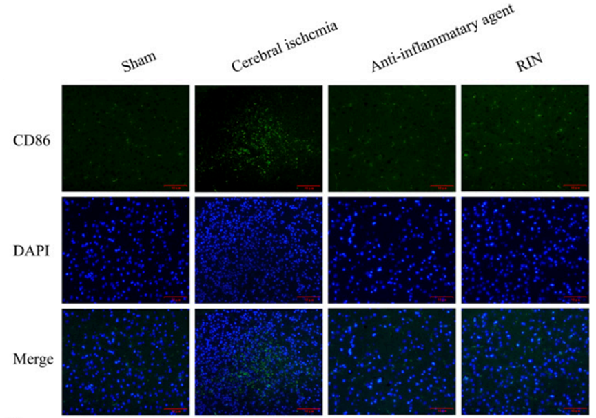 Experimental Validation Results for Rhynchophylline