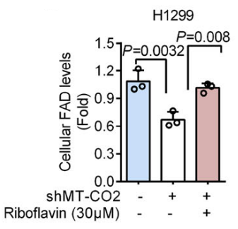 Riboflavin (Vitamin B2) | Vitamin B2