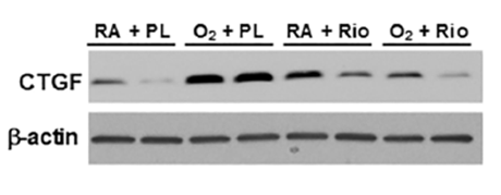Experimental Validation Results for Riociguat