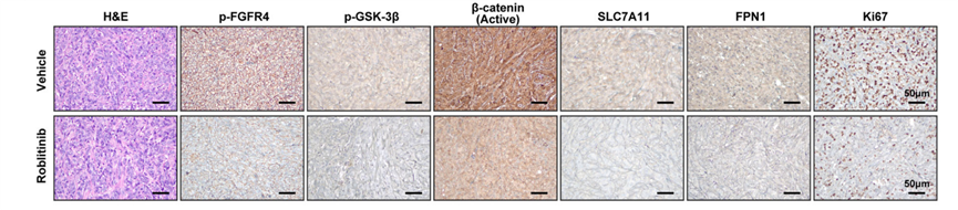 Experimental Validation Results for Roblitinib