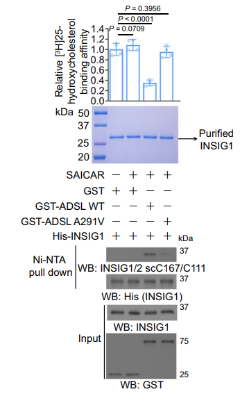 Experimental Validation Results for SAICAR