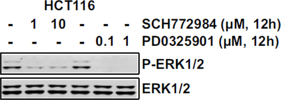 SCH772984 | ERK1/2 Inhibitor | MedChemExpress